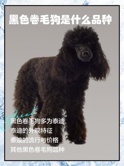 一只黑色的小胖狗取什么名字好呢?