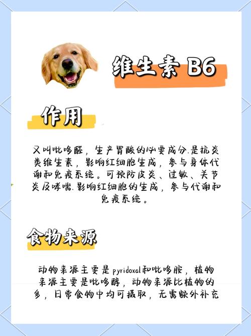 狗狗吃复合维生素的好处