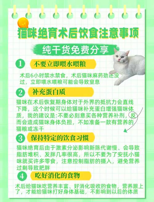 猫咪做完绝育多久可以吃东西