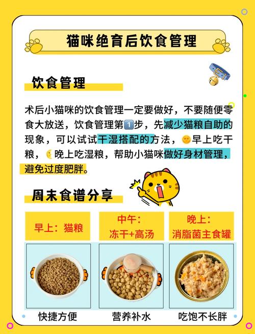 母猫绝育后多久可以吃东西