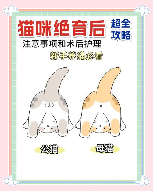 猫咪绝育手术后多久可以喝水吃饭啊