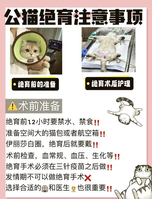 猫咪绝育后多久可以吃东西
