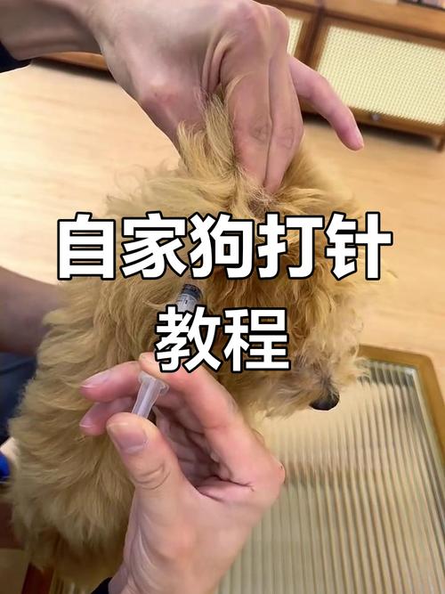 自己在家怎么给狗狗打针
