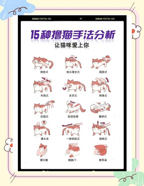 怎么快速让猫喜欢你粘着你