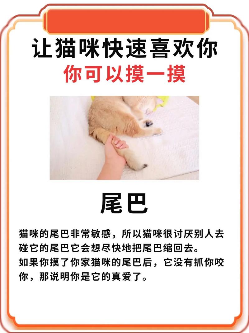 如何让猫迅速喜欢你,怎样让猫产生好感