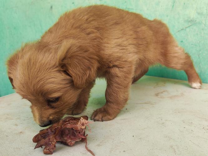 狗能不能吃鸡皮