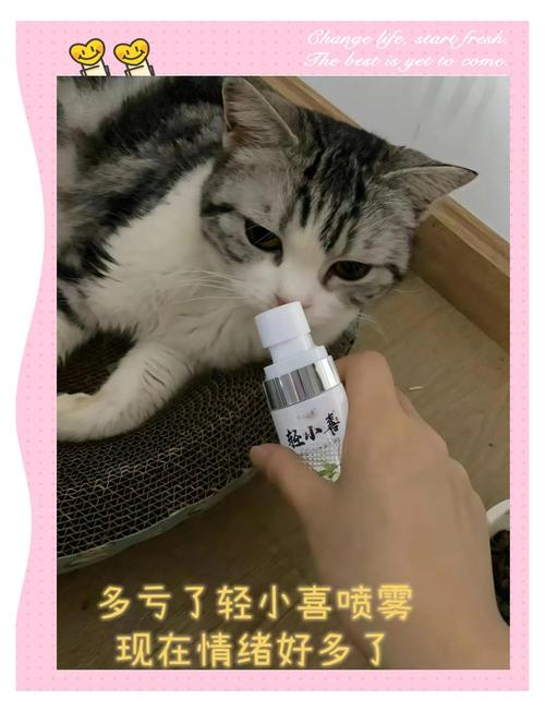可以给猫身上喷酒精吗