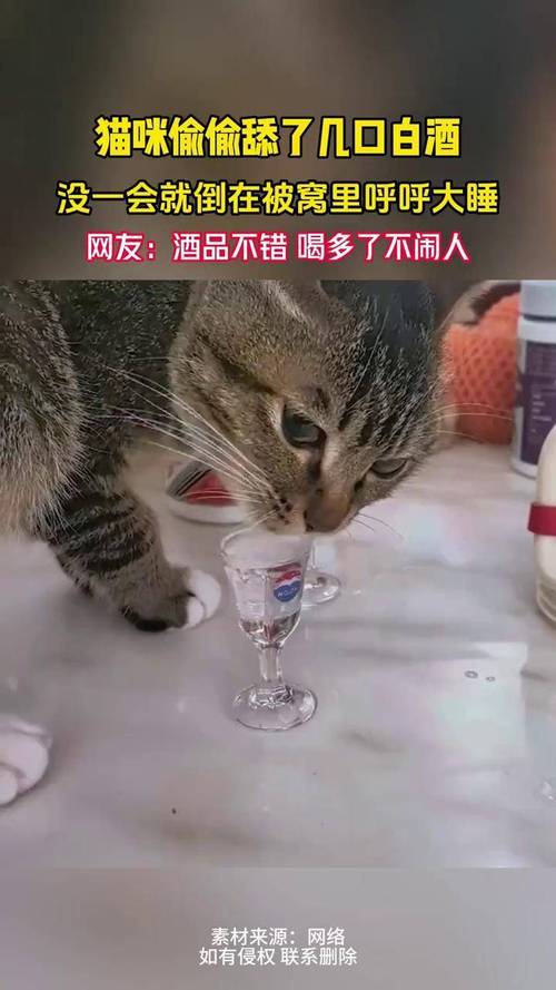 给小猫灌了一口白酒,会死吗?