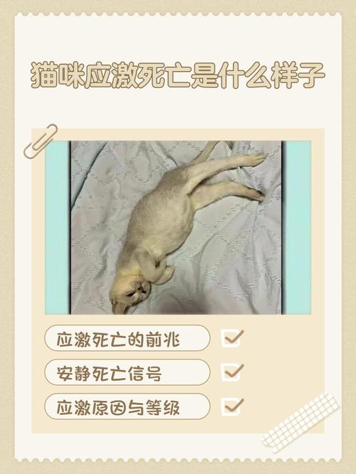 屋里喷了75%酒精猫咪闻了没事吧?