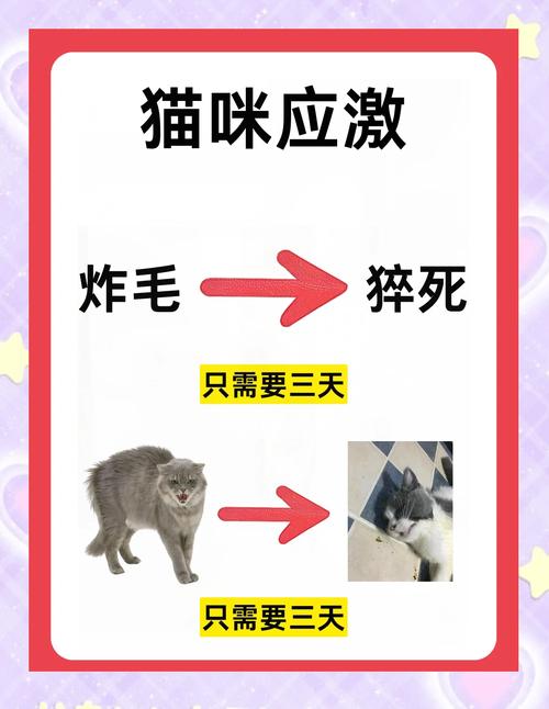 猫猫空运后应激反应