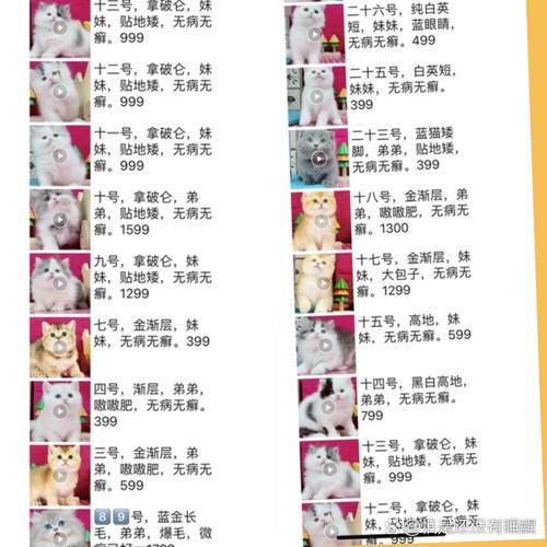 猫咪怎么快递回家