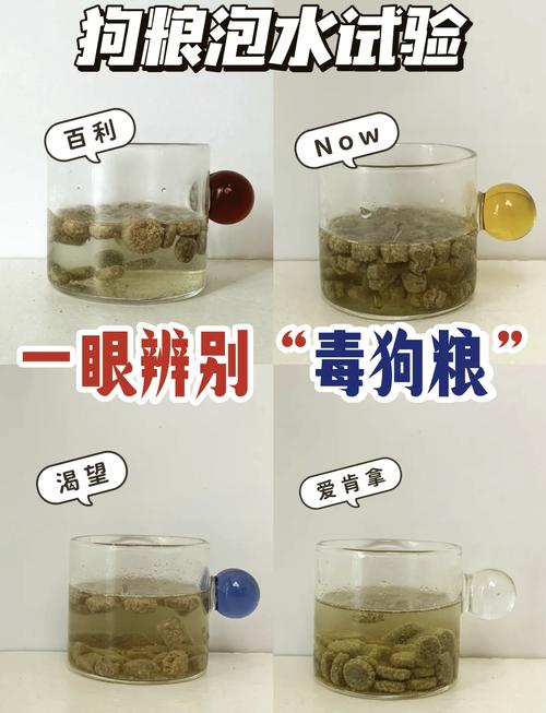 四个月的比熊犬吃狗粮需要泡着吃吗?