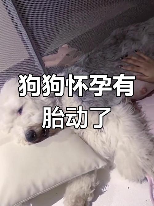 狗怀孕55天症状