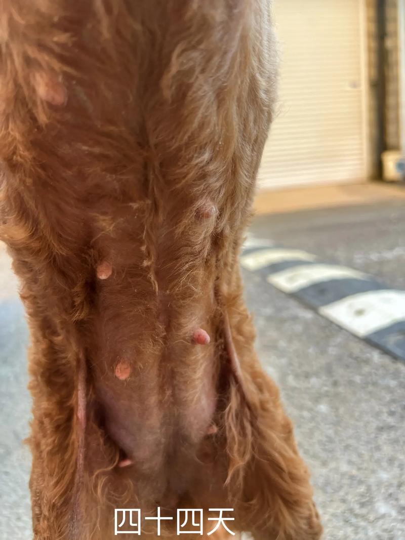 狗怀孕55天的症状