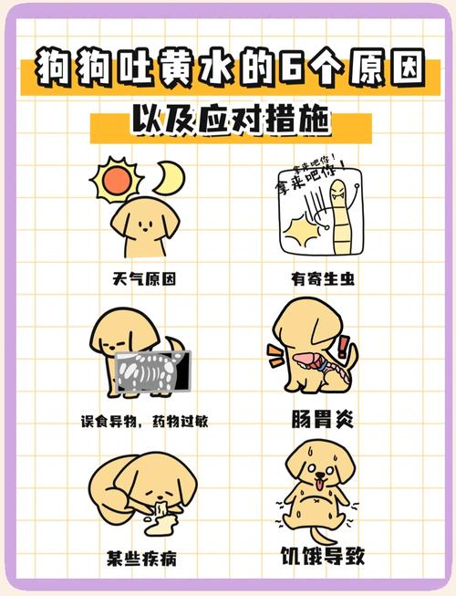 泰迪吃肉吐了几次怎么办