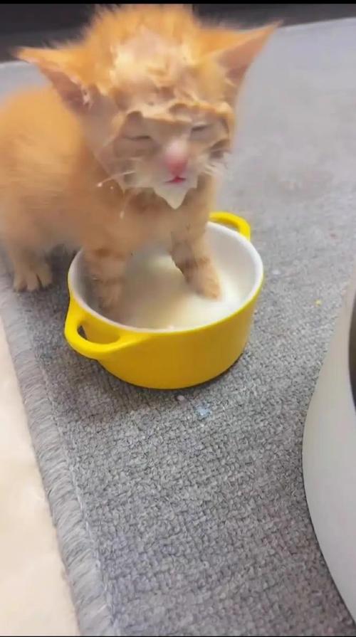 我给一个月大的小猫喂了热的牛奶小猫会不会死掉?