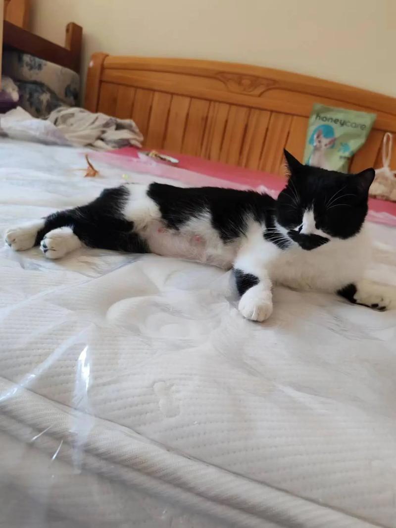 小猫怀孕了怎么办,如何照顾?