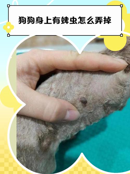 蜱虫在狗身上怎么去除