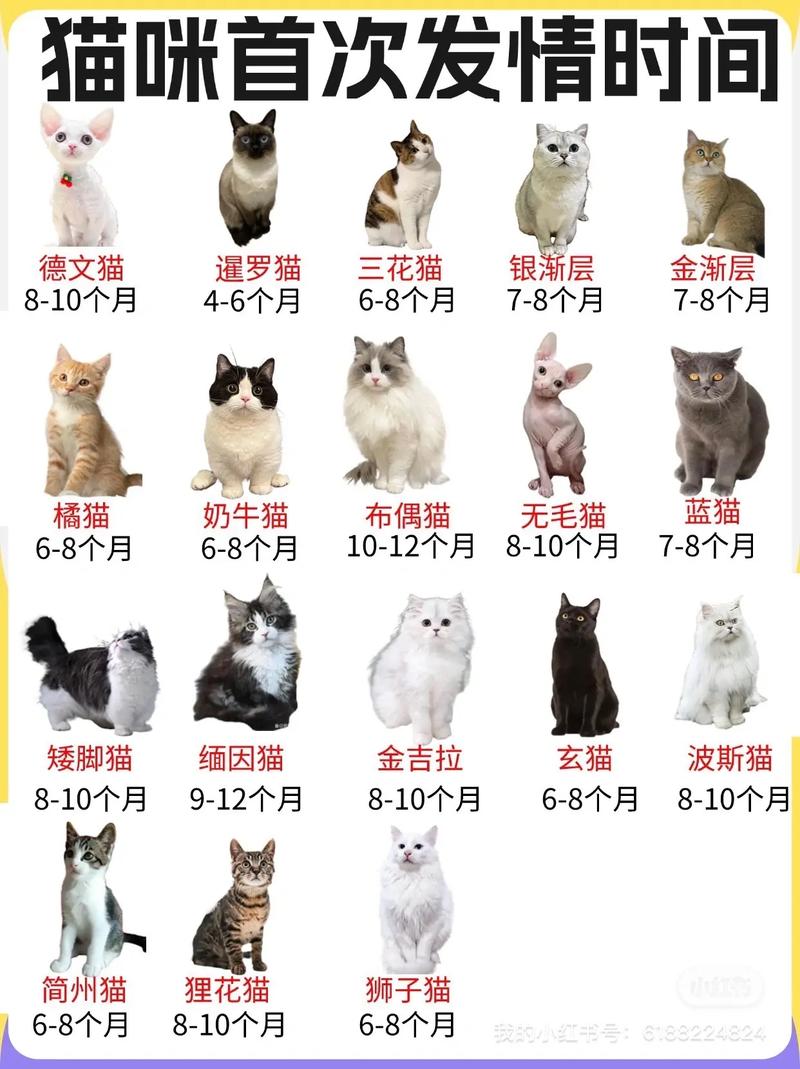 猫咪发情需要几天能好