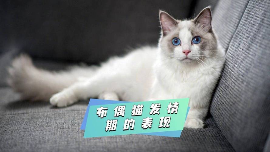 布偶猫发情期一年几次?