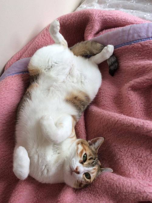 猫发情期一般有多少天结束