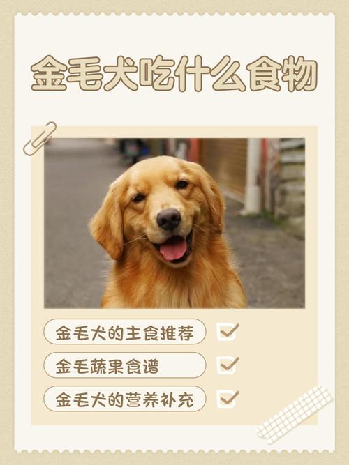 金毛狗狗是吃肉还是狗粮?