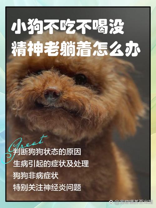 狗狗精神不好不吃不喝怎么回事