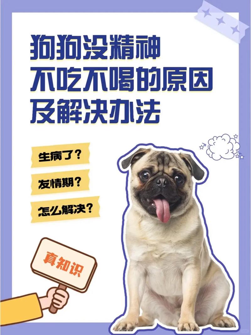 狗狗没精神四肢无力一直趴着是怎么了回事