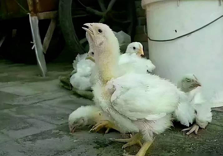 狗狗支气管炎打消炎针好吗