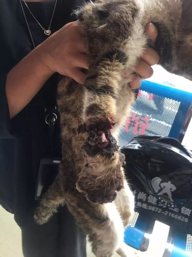 狗狗感冒了打什么针