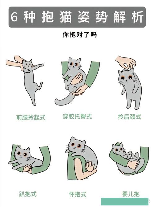 怎么跟猫咪表示友好?