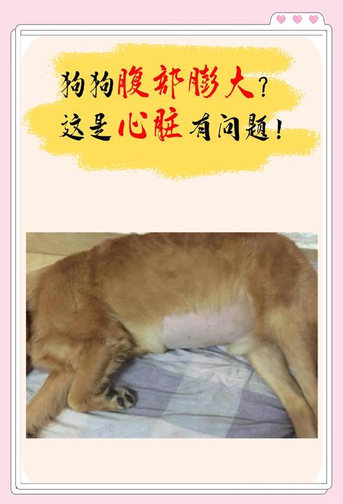 狗狗肚子烫怎么办
