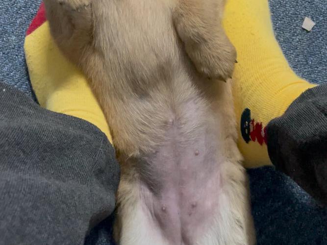 狗狗肚子很烫怎么回事