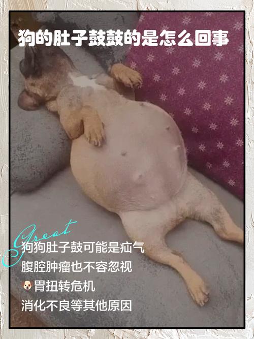 狗狗肚子很热是怎么回事
