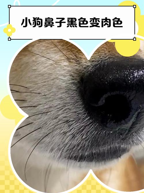 狗狗鼻子破皮了怎么办