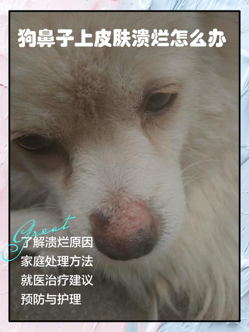 狗鼻子红肿破皮怎么办