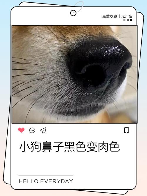 狗鼻子破皮红肉