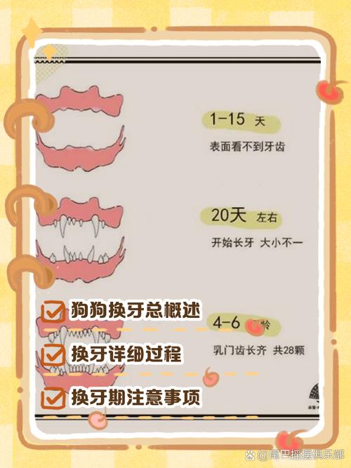 泰迪狗狗换牙期是几个月