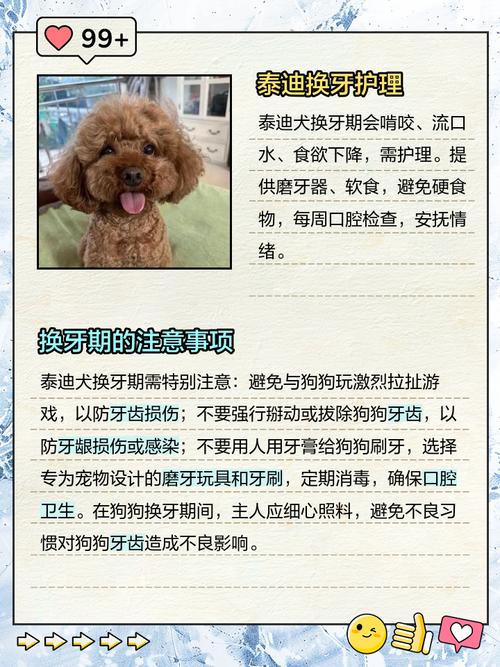 泰迪什么时间换牙