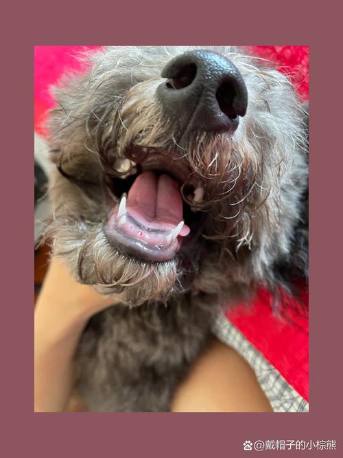 泰迪狗几个月换犬牙