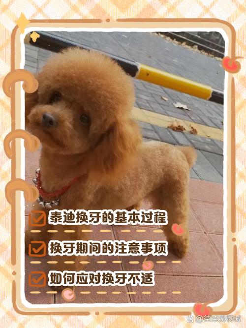 泰迪几个月换牙