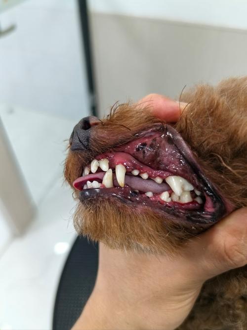 泰迪老了掉牙了还能活多久