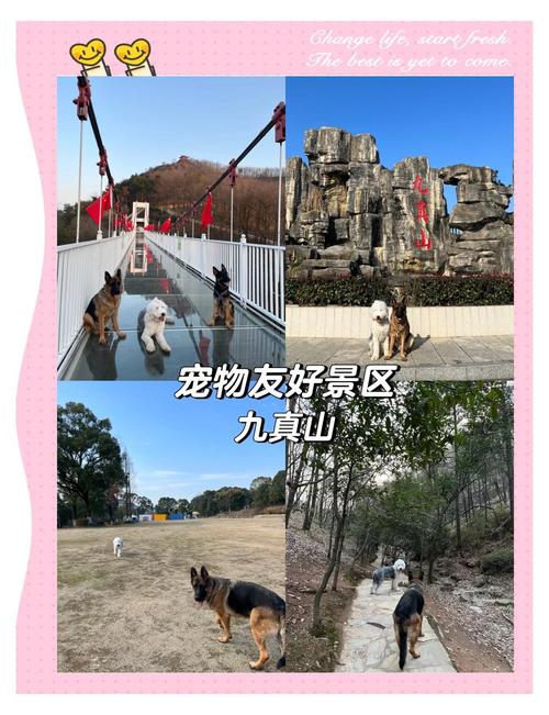 自驾游带狗狗去哪里玩比较好