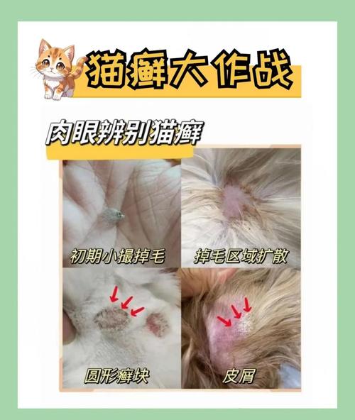 猫咪真菌和癣的区别
