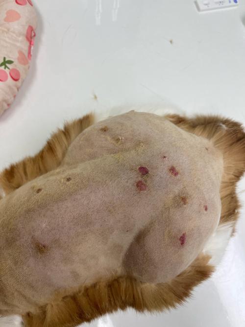 猫得了猫癣能自愈吗