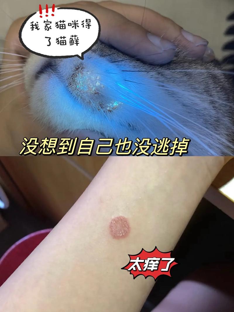 猫癣是什么原因造成的