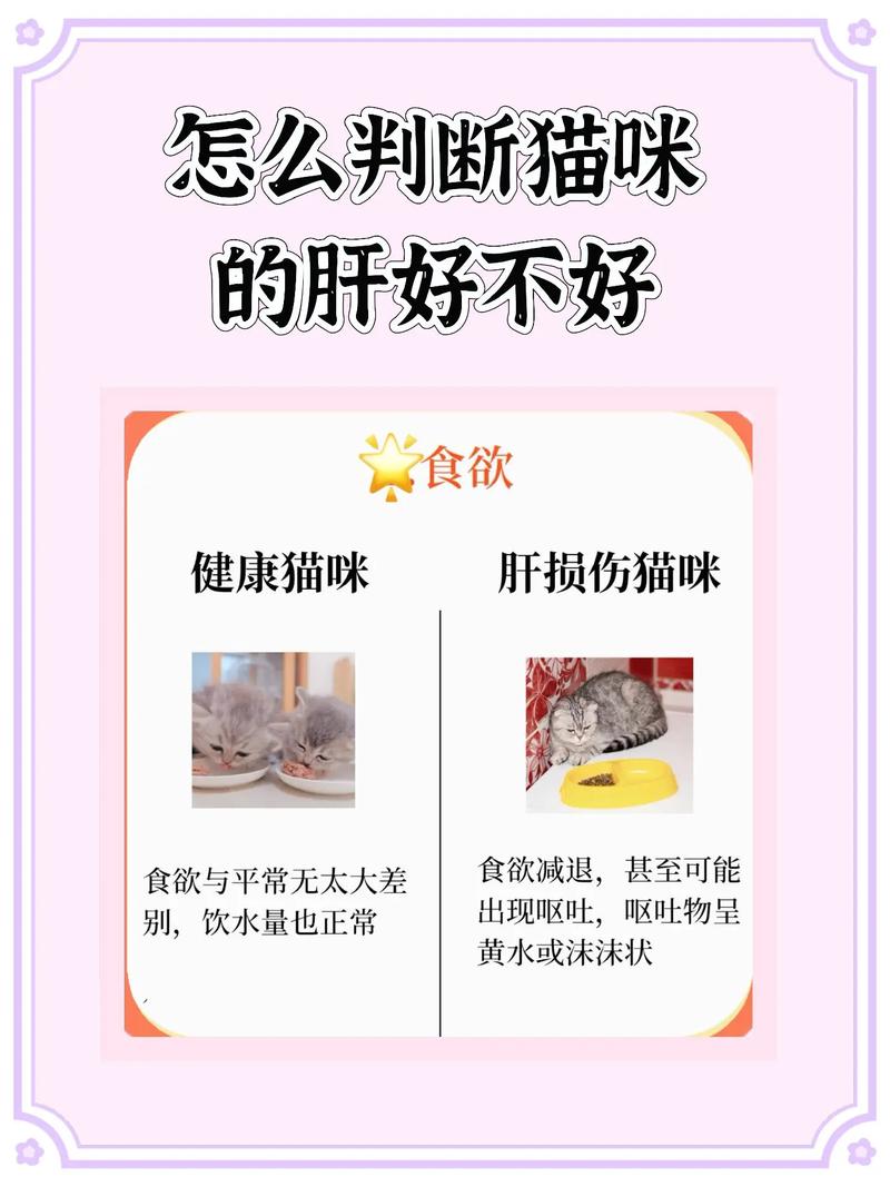 猫咪吃完肝过会儿就吐是什么原因