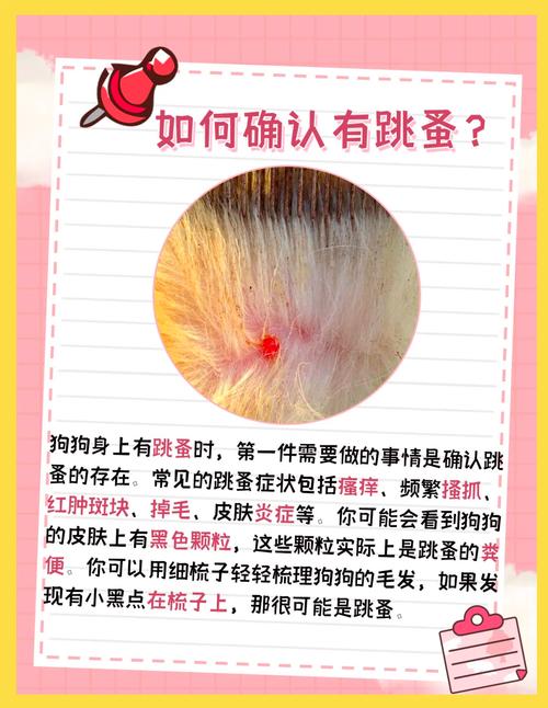 狗狗身上没有虫子,为什么一直抓痒