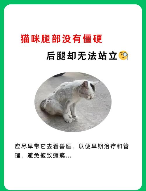 猫突然后腿无力吃不饱