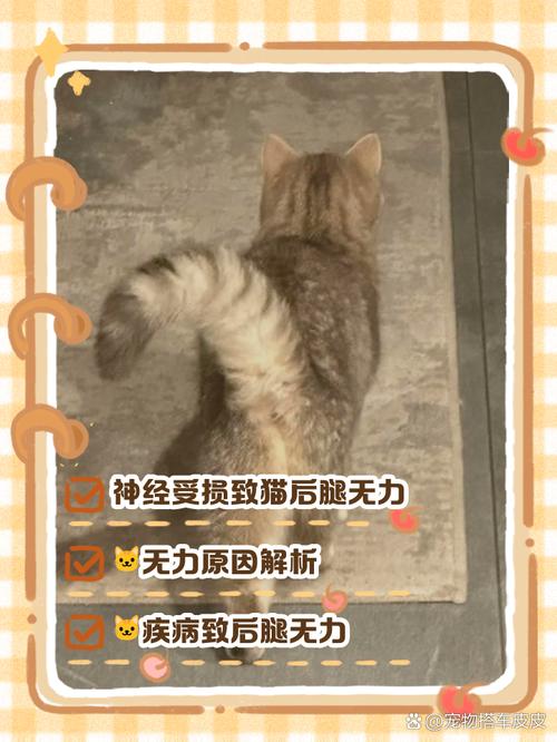 小猫突然后腿无力走路不稳来回晃